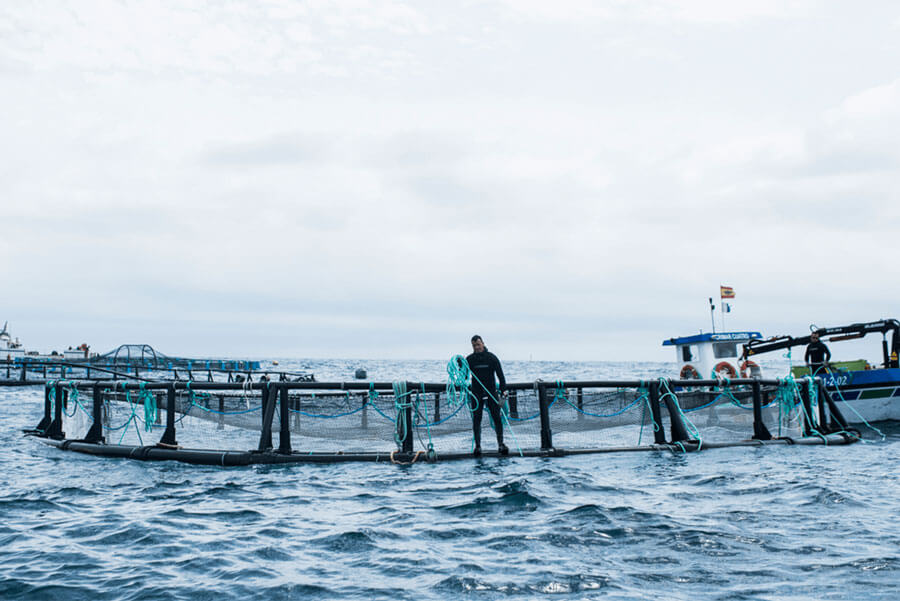 La acuicultura marina: ¿Qué es y cuáles son sus beneficios?